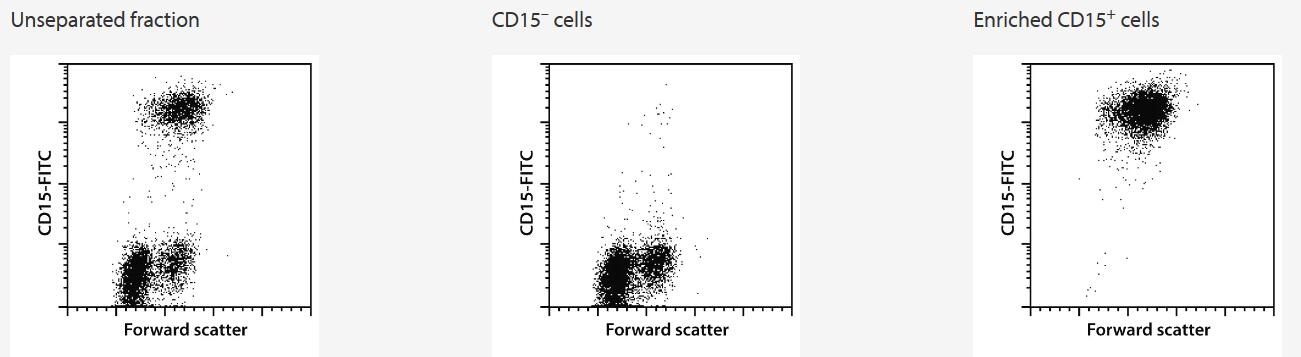 CD15+ cells were isolated from lysed human peripheral blood using CD15 MicroBeads,<br />an MS Column, and a MiniMACS Separator. Cells are fluorescently stained with CD15-FITC.